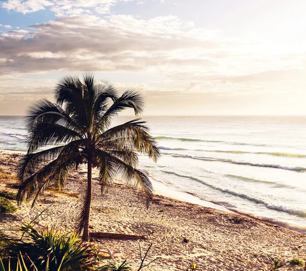 Tropisk strand — Stockfoto