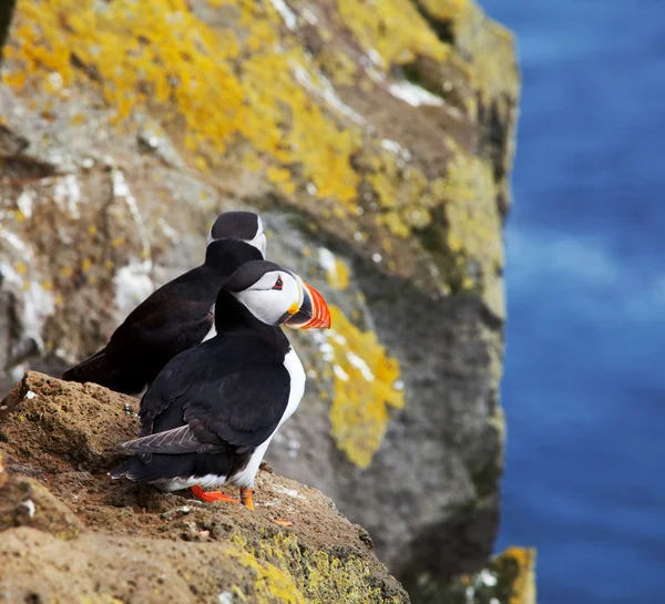 Puffin — Stock Photo, Image