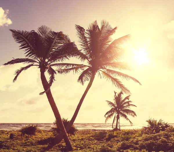 Playa tropical — Foto de Stock