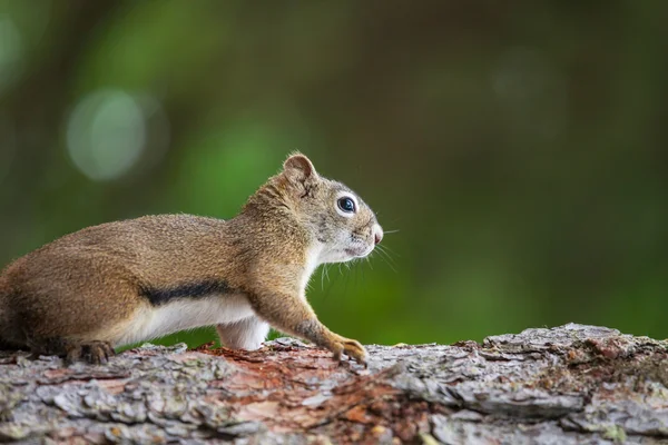 Squirrel — Stock Photo, Image