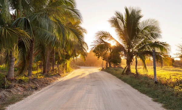 Camino en la selva — Foto de Stock