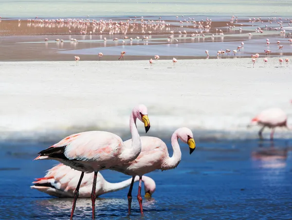 Flamant rose — Photo