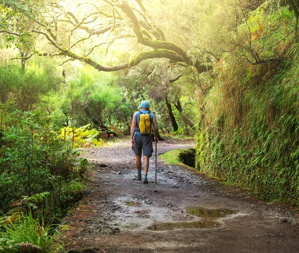 Vandra på madeira — Stockfoto