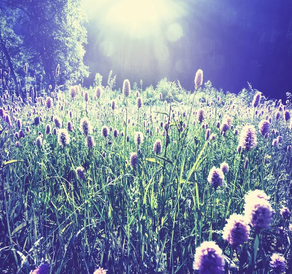 咲く草原 — ストック写真