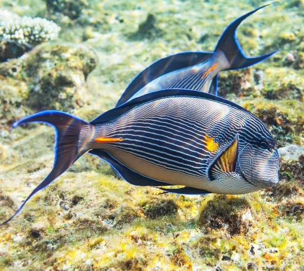 Coral fish — Stock Photo, Image