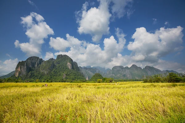 Opkomst veld — Stockfoto