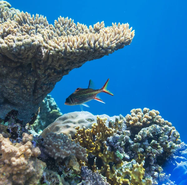 Peixes de coral — Fotografia de Stock