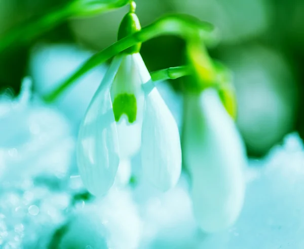 Snowdrops — Stock Photo, Image