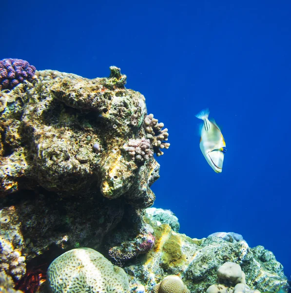 Peces de coral — Foto de Stock