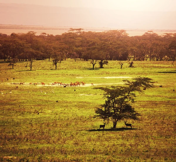 Afrikanische Landschaften — Stockfoto