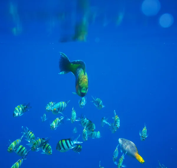 Peixes de coral — Fotografia de Stock