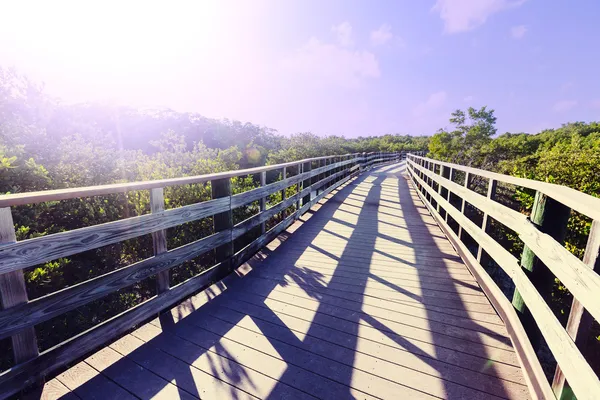 Boardwalk in swamp — Stock Photo, Image