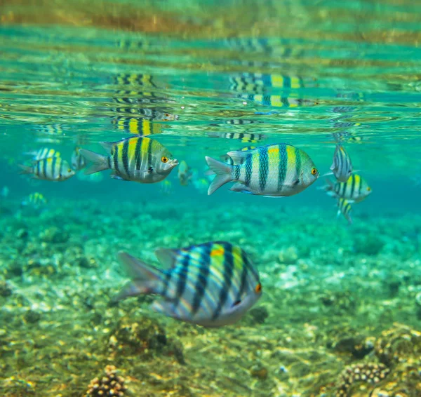 Рибки коралові — стокове фото
