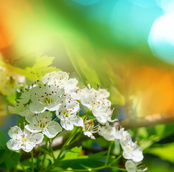 Kiraz çiçeği — Stok fotoğraf
