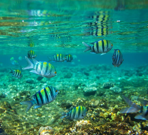 Coral fish — Stock Photo, Image