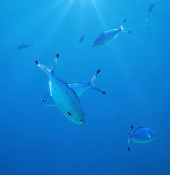 Peces de coral — Foto de Stock