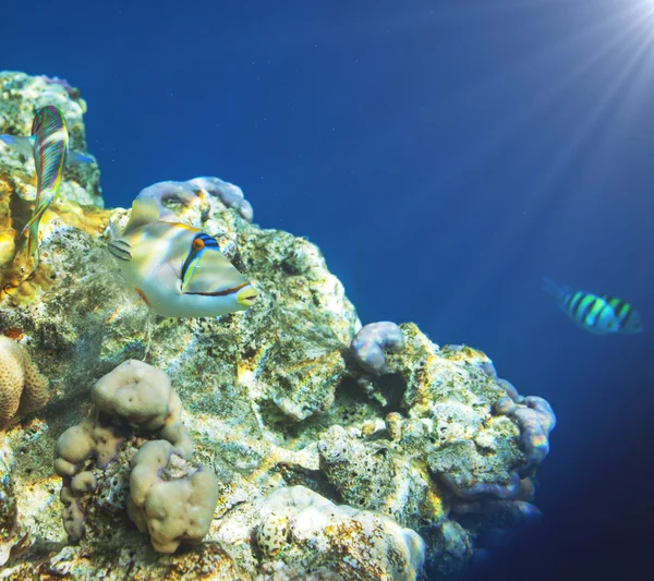 Peixes de coral — Fotografia de Stock