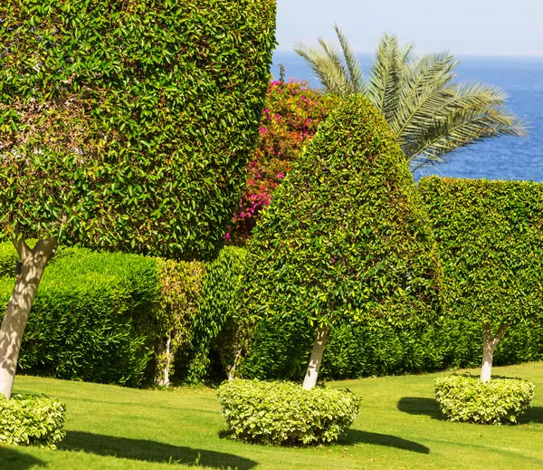 Jardín — Foto de Stock