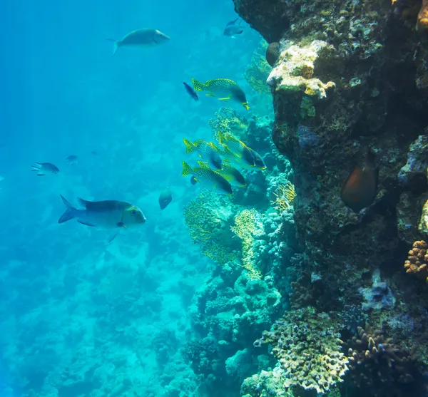 Korallenfische — Stockfoto