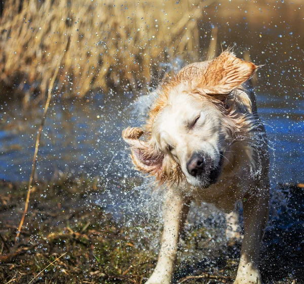 Retriever — Stock Photo, Image