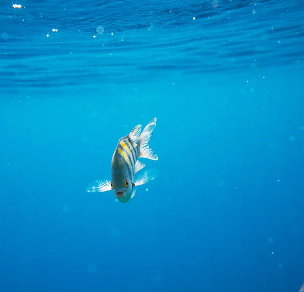 Coral fish — Stock Photo, Image