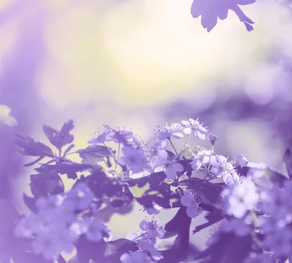 Cerisier de fleur — Photo