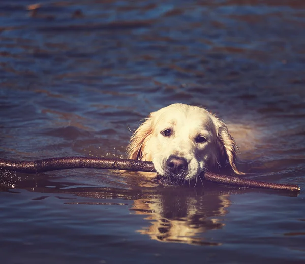 Retriever — Stock Photo, Image