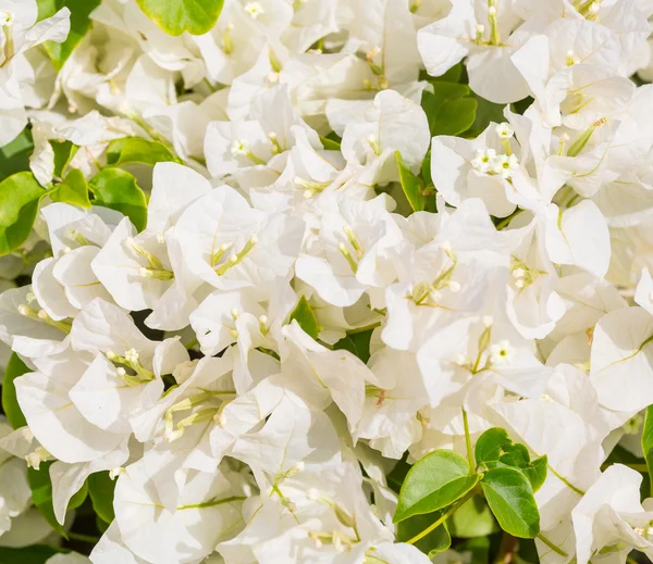 Buggenvilienblüten — Stockfoto