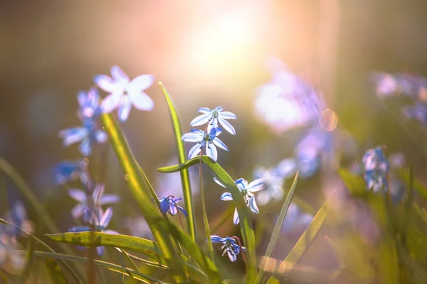 Blumen — Stockfoto