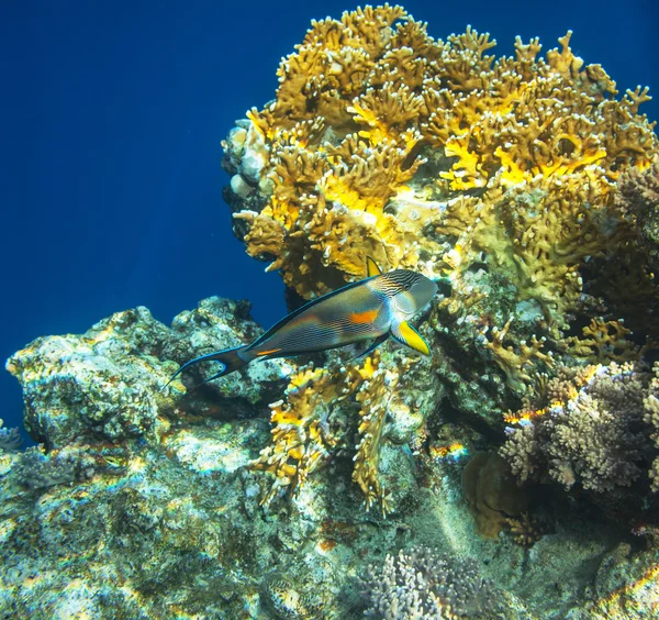 Peces de coral —  Fotos de Stock