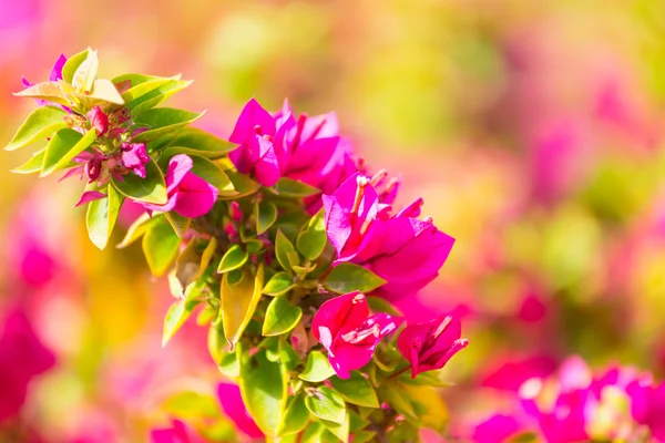 핑크 buggenvilia — 스톡 사진