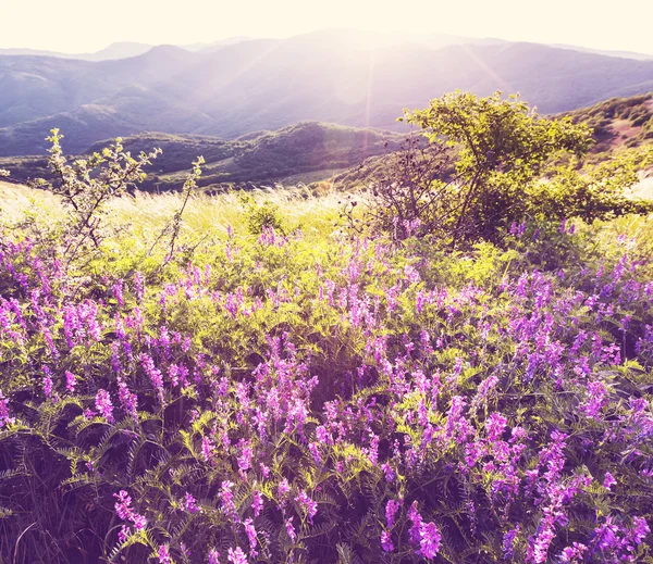 Pradera — Foto de Stock