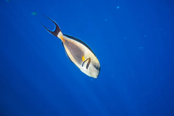 サンゴ魚 — ストック写真