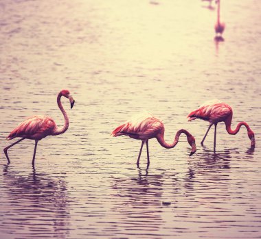 Flamingo