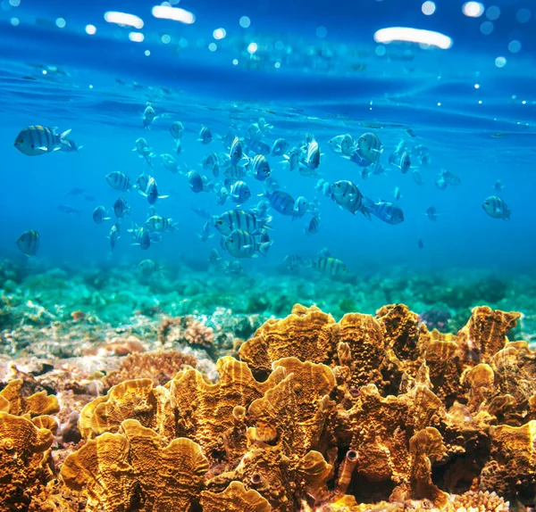 Korallhalak — Stock Fotó