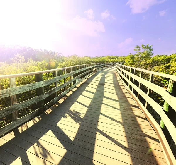 Boardwalk in swamp — Stock Photo, Image