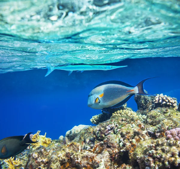 Peces de coral — Foto de Stock