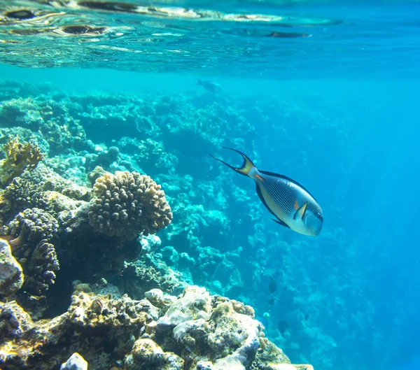 Peixes de coral — Fotografia de Stock