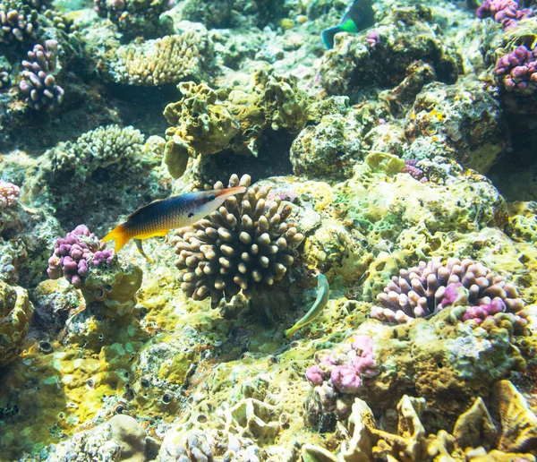 Coral fish — Stock Photo, Image