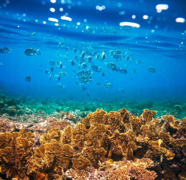 Korálové ryby — Stock fotografie