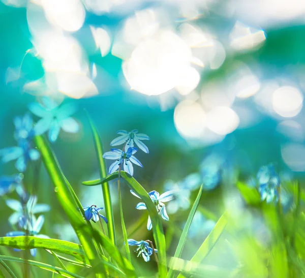 Snowdrops — Stock Photo, Image