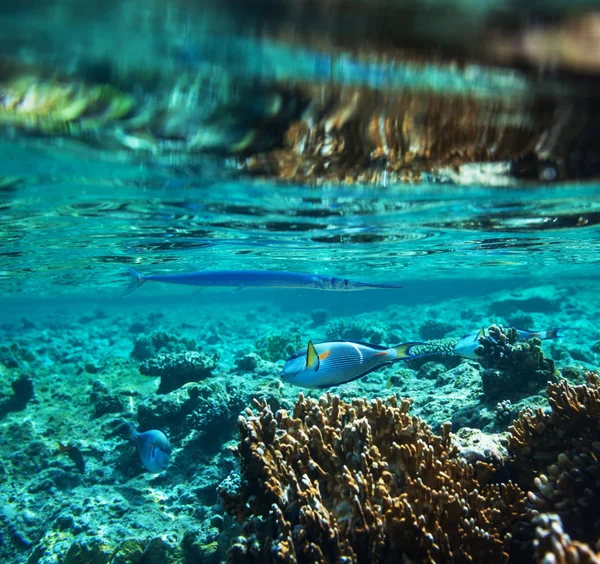 Peixes de coral — Fotografia de Stock