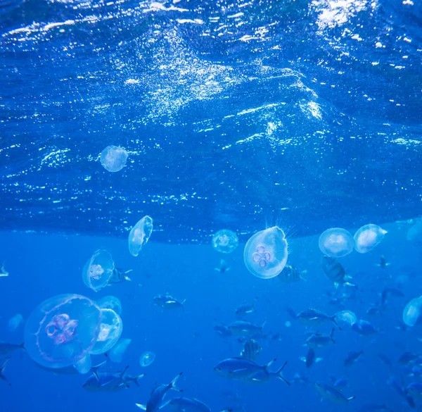 Coral fish — Stock Photo, Image