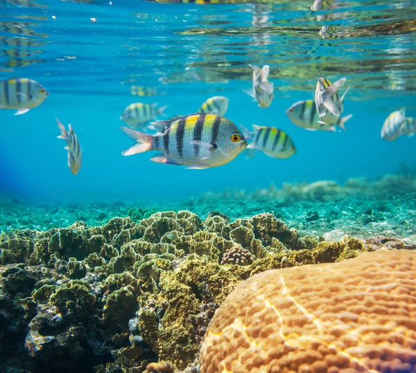 Peces de coral — Foto de Stock