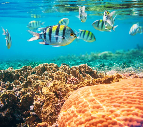 Рибки коралові — стокове фото