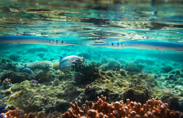 Peces de coral —  Fotos de Stock