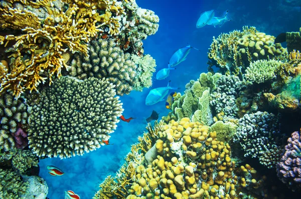 Coral reef — Stock Photo, Image