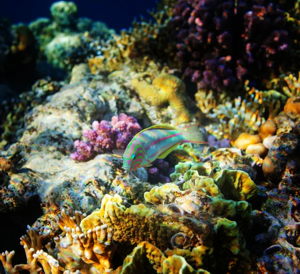 Peces de coral — Foto de Stock