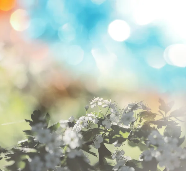 Blossom cherry — Stock Photo, Image