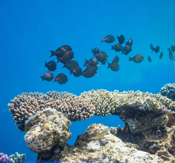 Coral fish — Stock Photo, Image